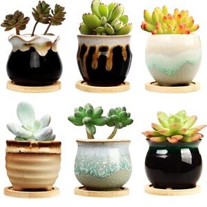 Succulent Pots